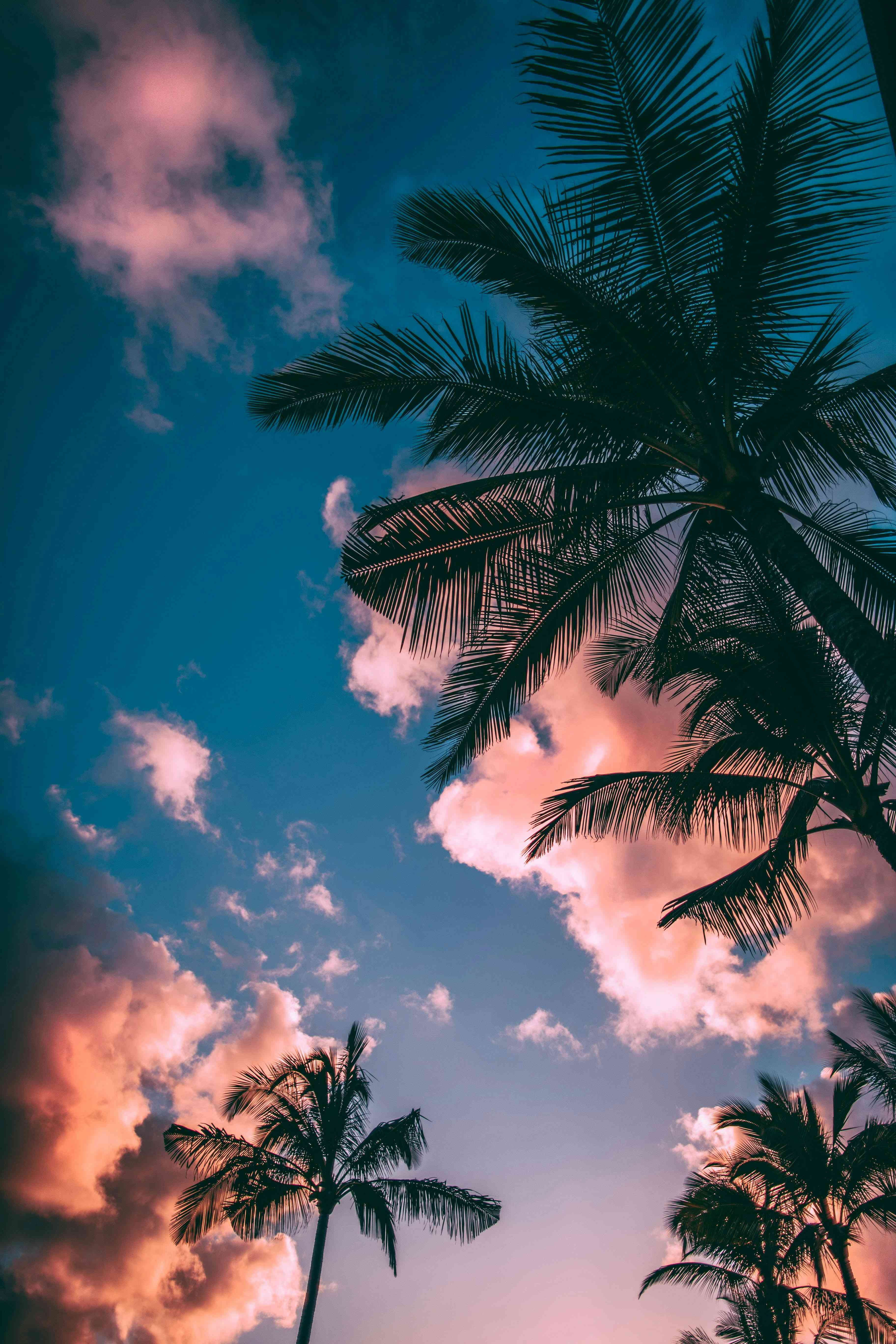Tropical Sunset Wallpaper 4K - Palm Trees Sky HD | MirrorLog